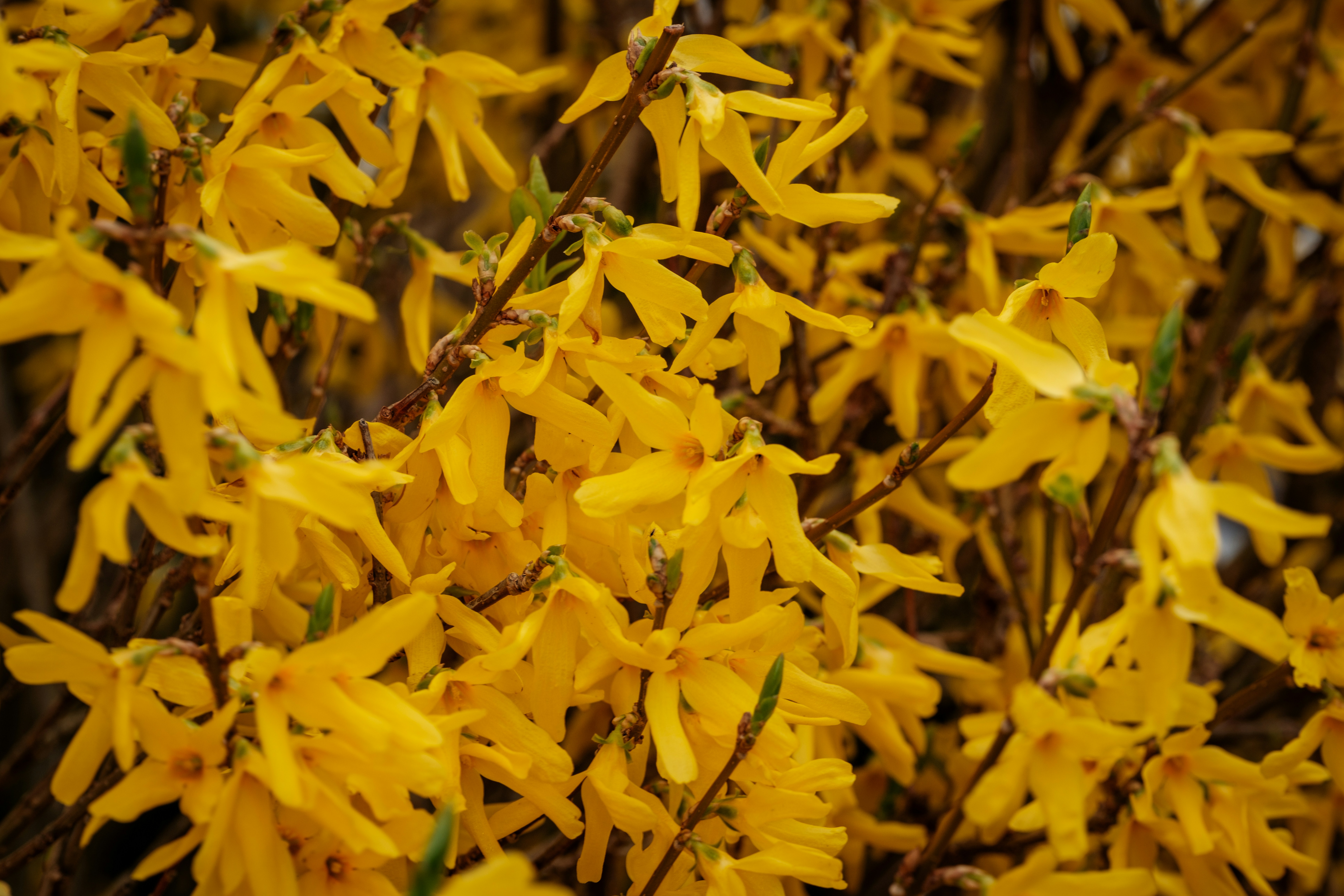 Photo by haberdoedas2