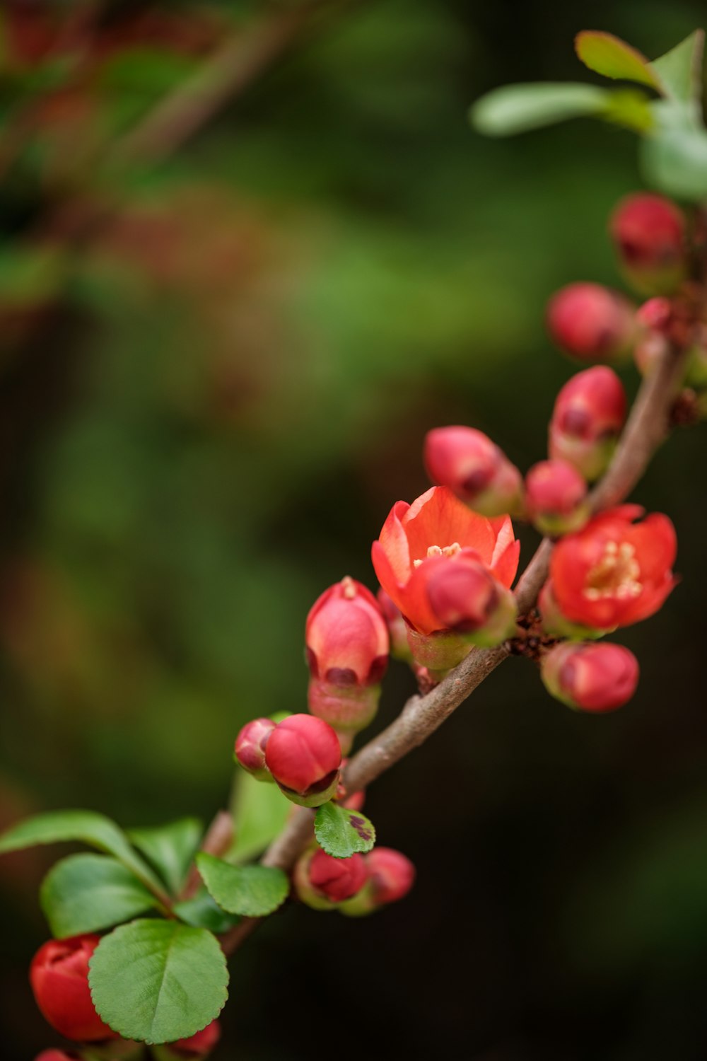 a branch with red flowers and green leaves