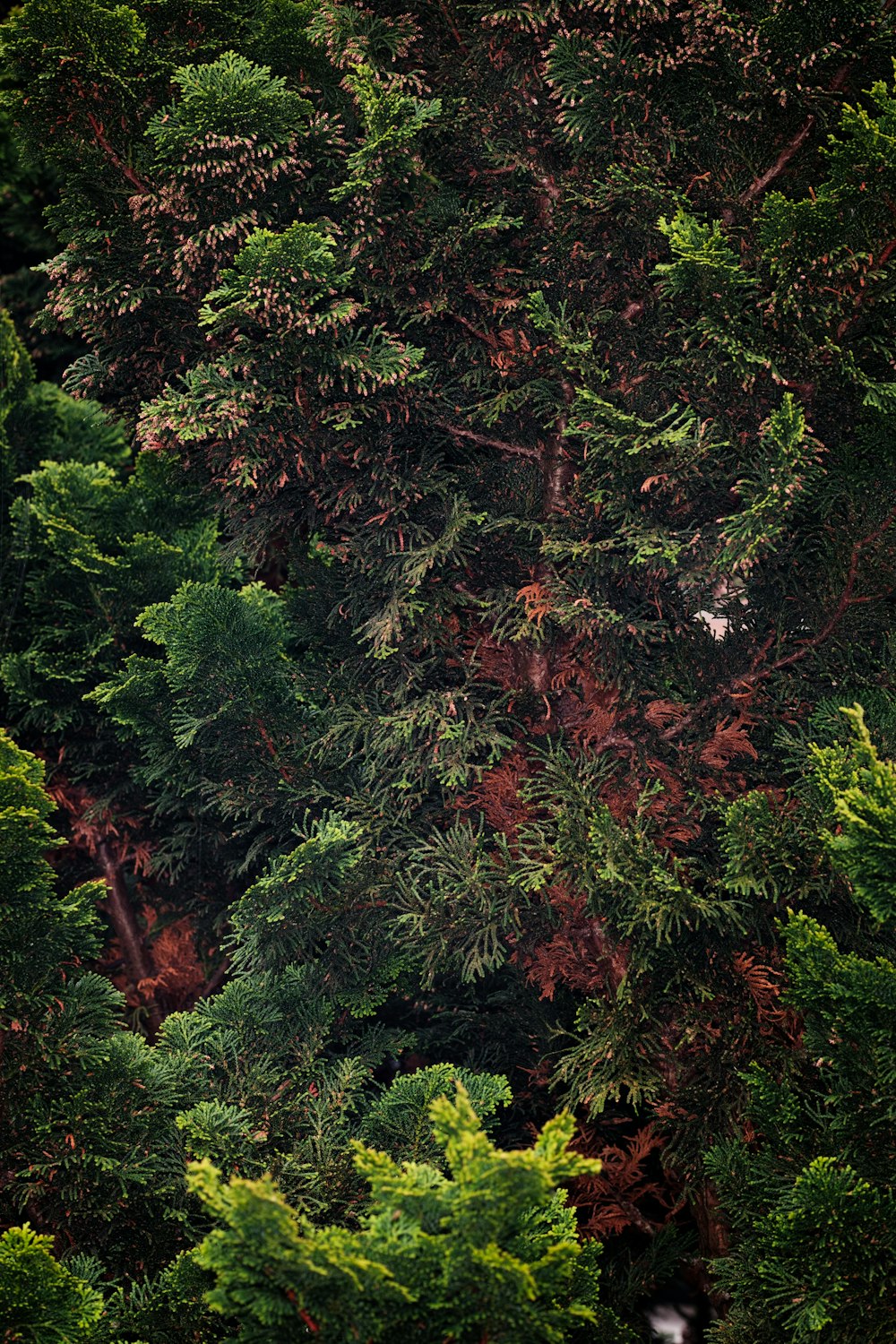 a large group of trees in the middle of a forest