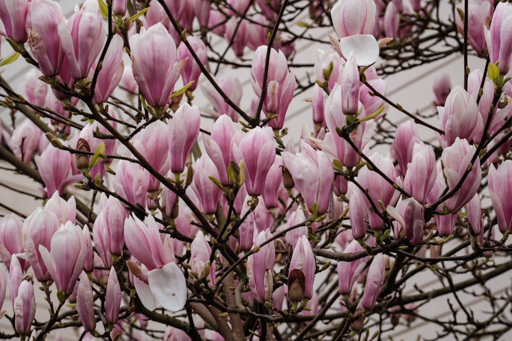 a bunch of pink flowers on a tree