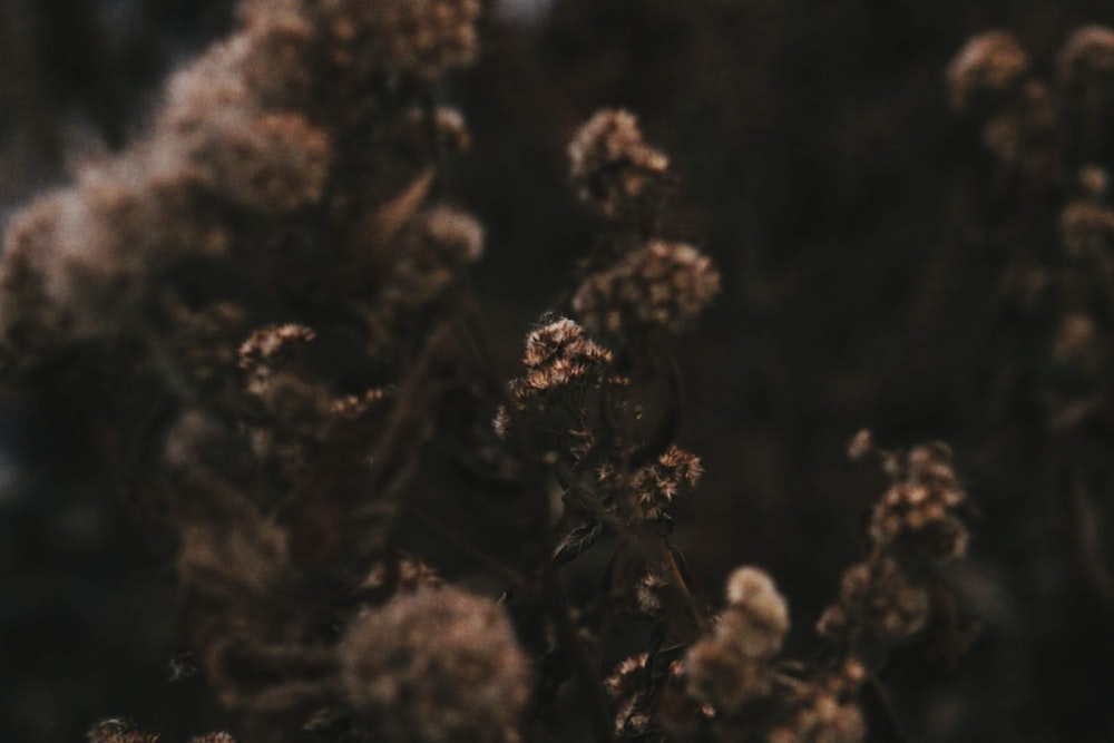 a close up of a bunch of brown flowers