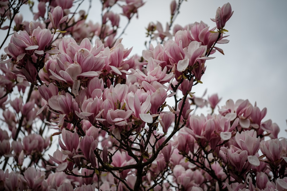 a bunch of pink flowers on a tree