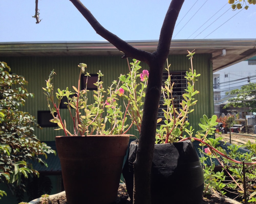 a couple of potted plants sitting next to each other