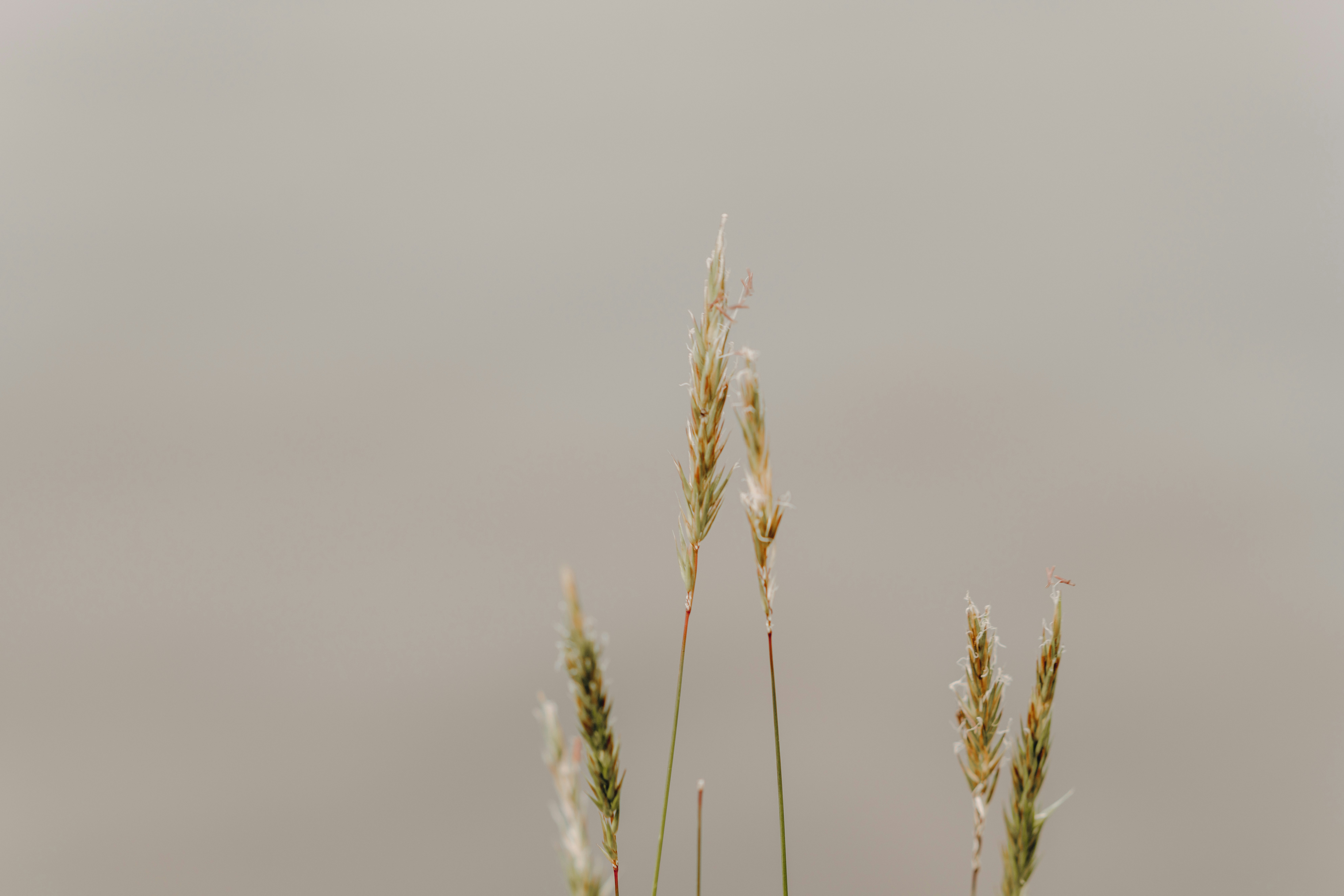 a couple of tall grass standing next to each other