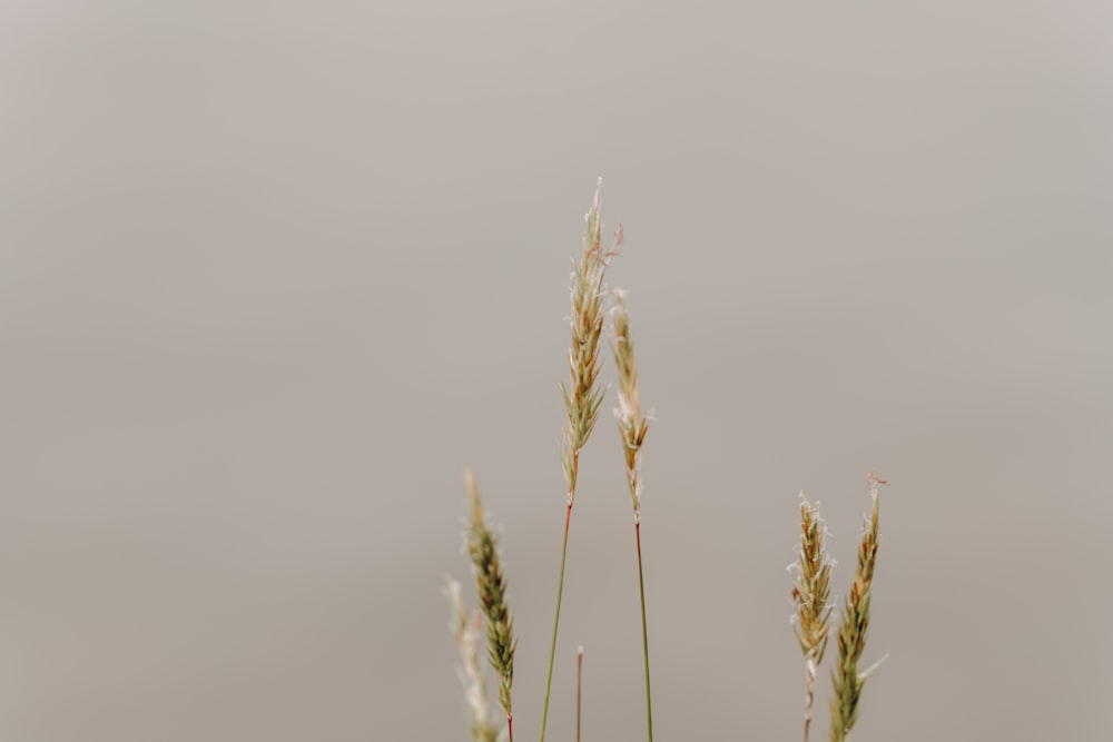 背の高い草が隣り合って立っている