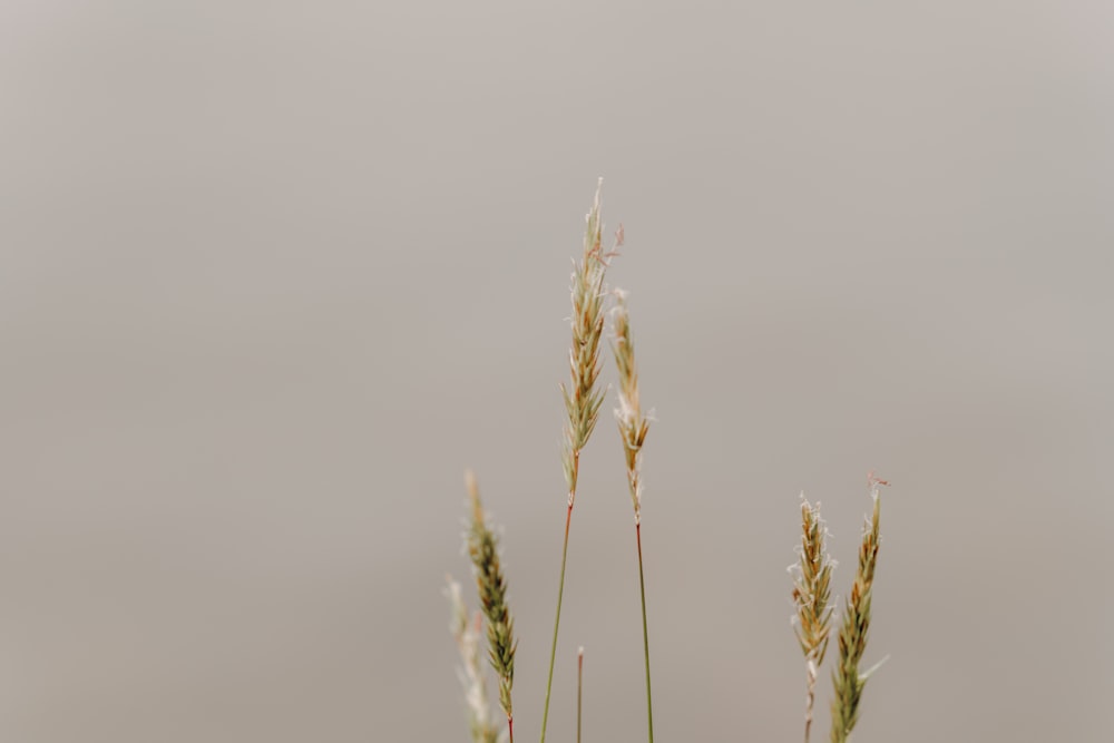 a couple of tall grass standing next to each other