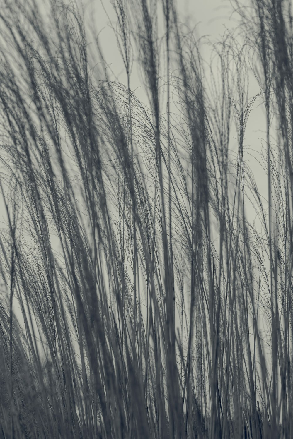 a black and white photo of tall grass