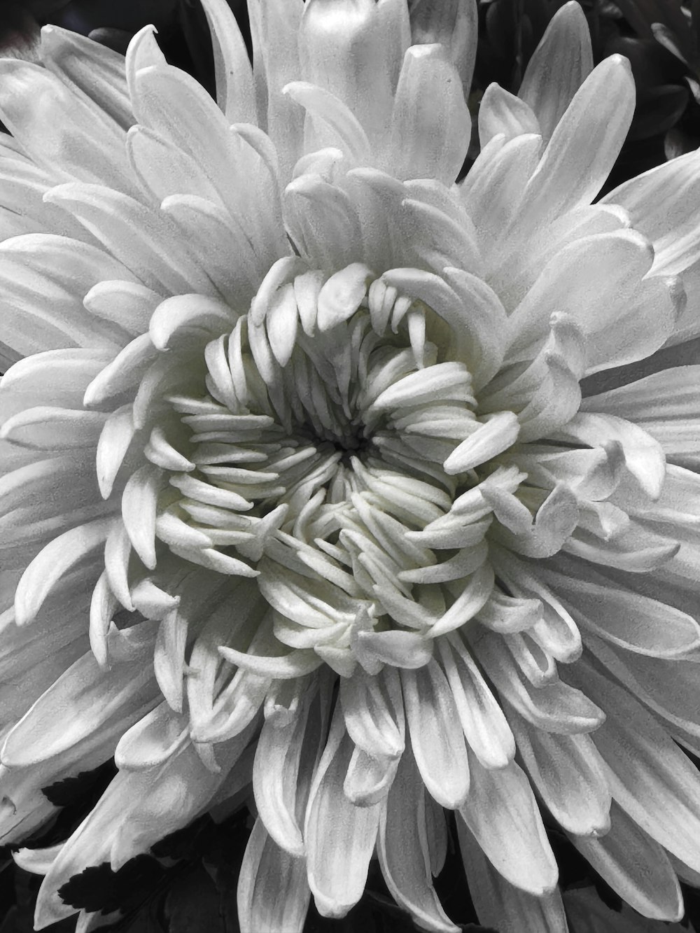 a black and white photo of a large flower