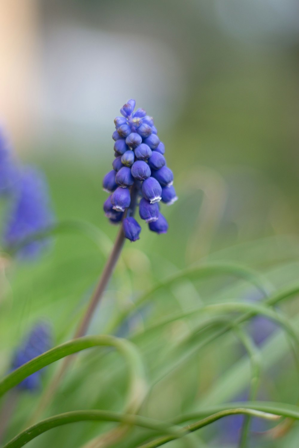 a close up of a small blue flower