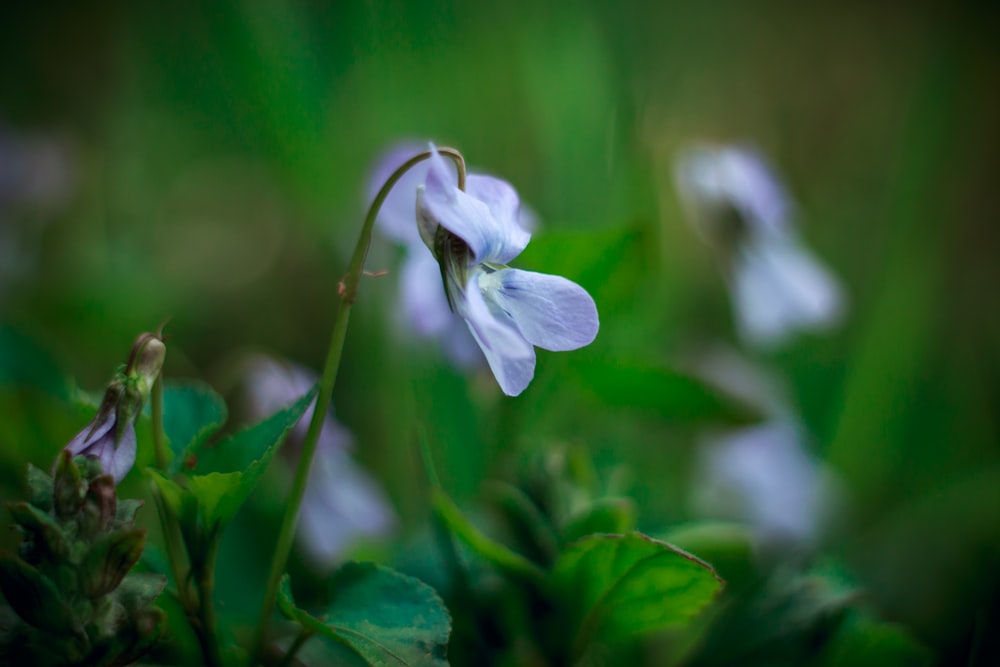 a close up of a purple flower with green leaves