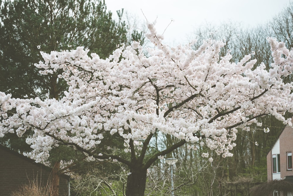 a large white tree with lots of white flowers