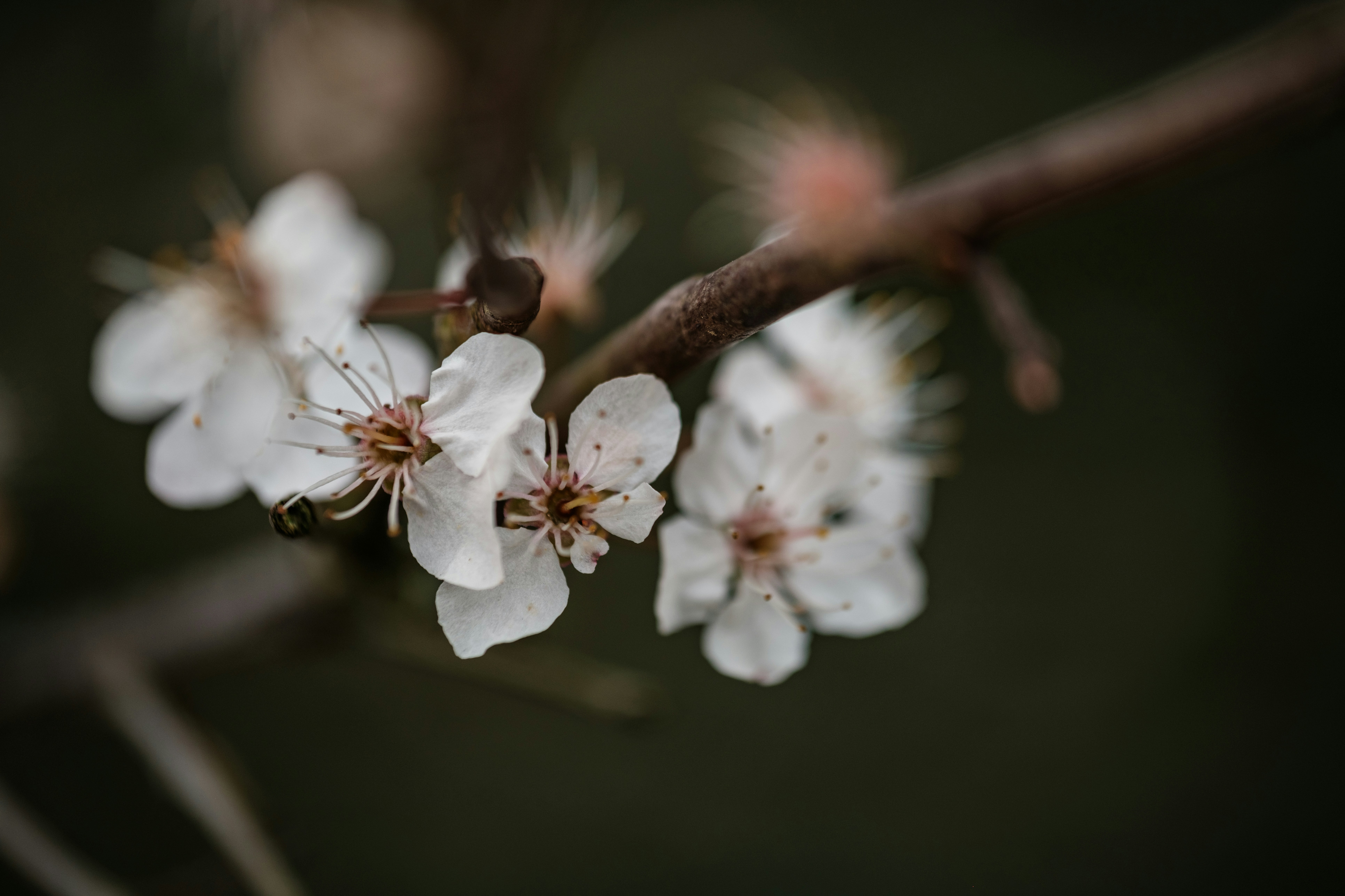 Photo by haberdoedas2