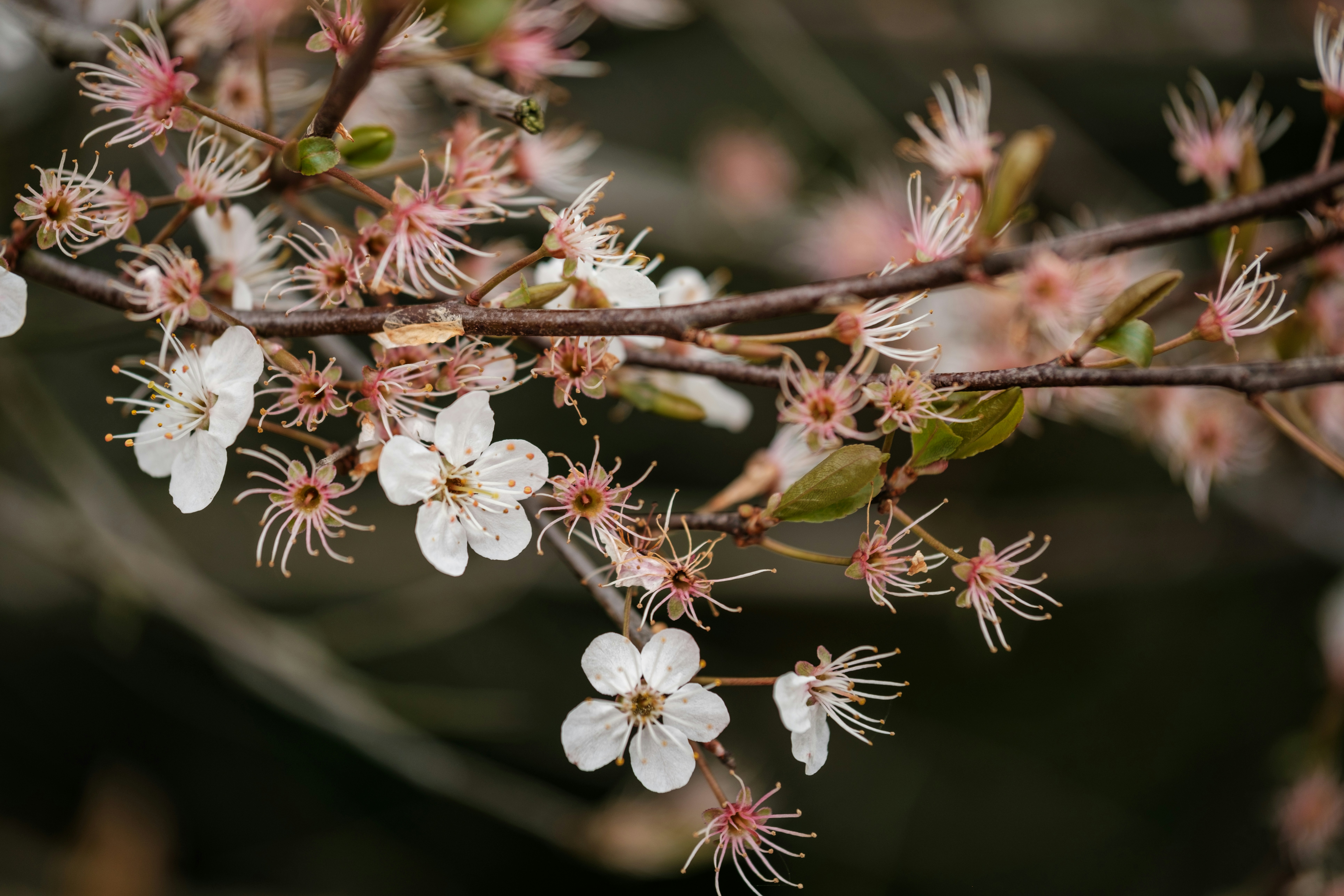 Photo by haberdoedas2