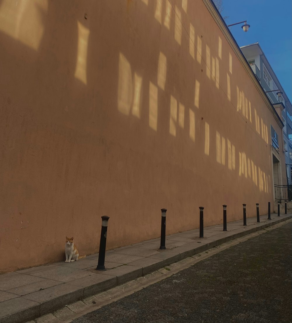 a cat sitting on a sidewalk next to a building