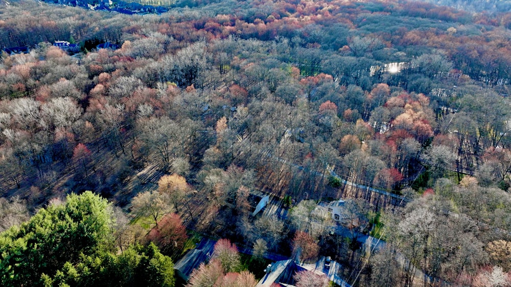 an aerial view of a forest with lots of trees