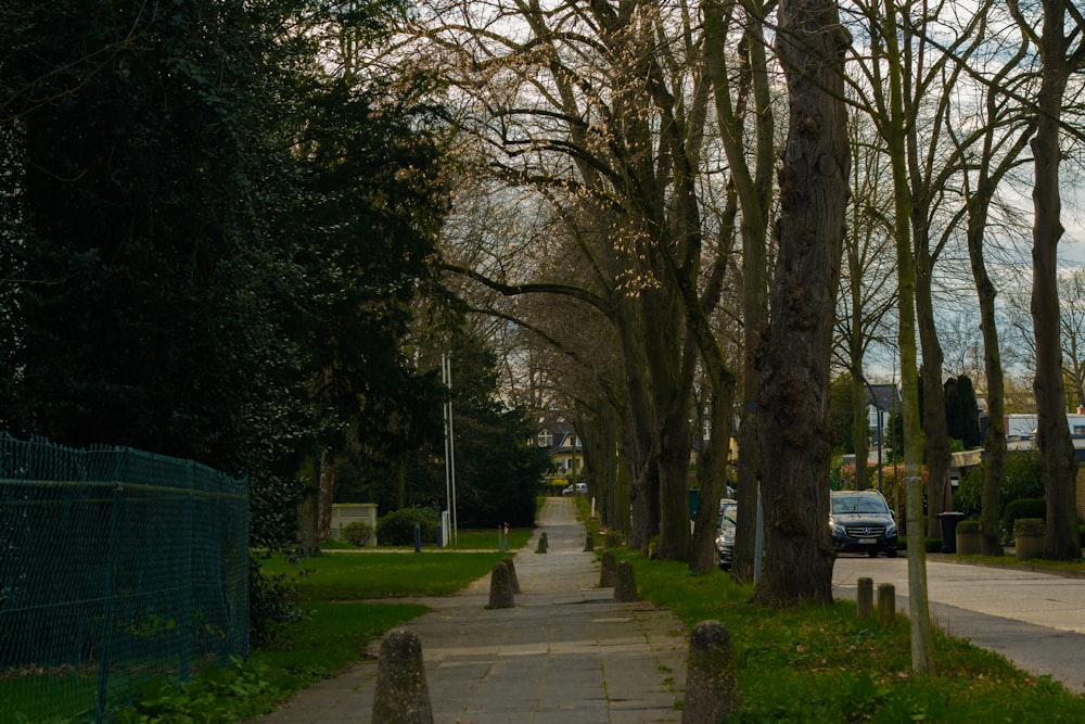 a tree lined sidewalk in a residential area