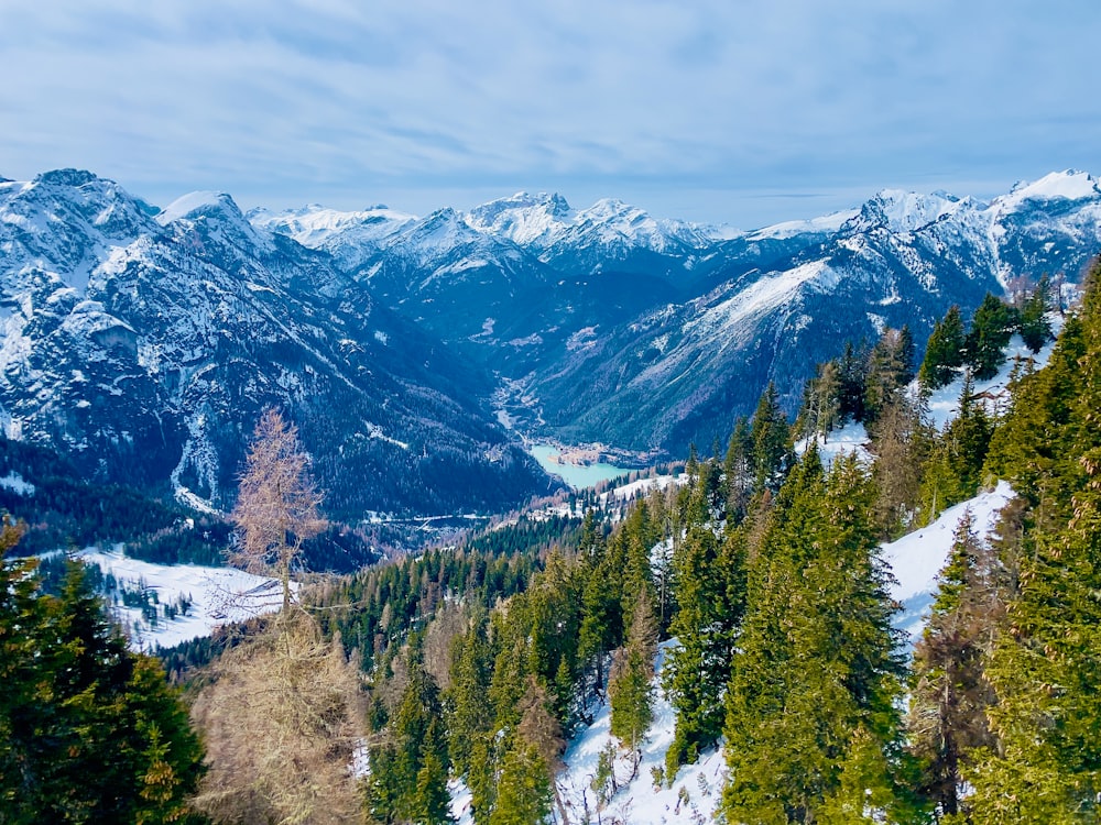 a view of a snowy mountain range with pine trees in the foreground