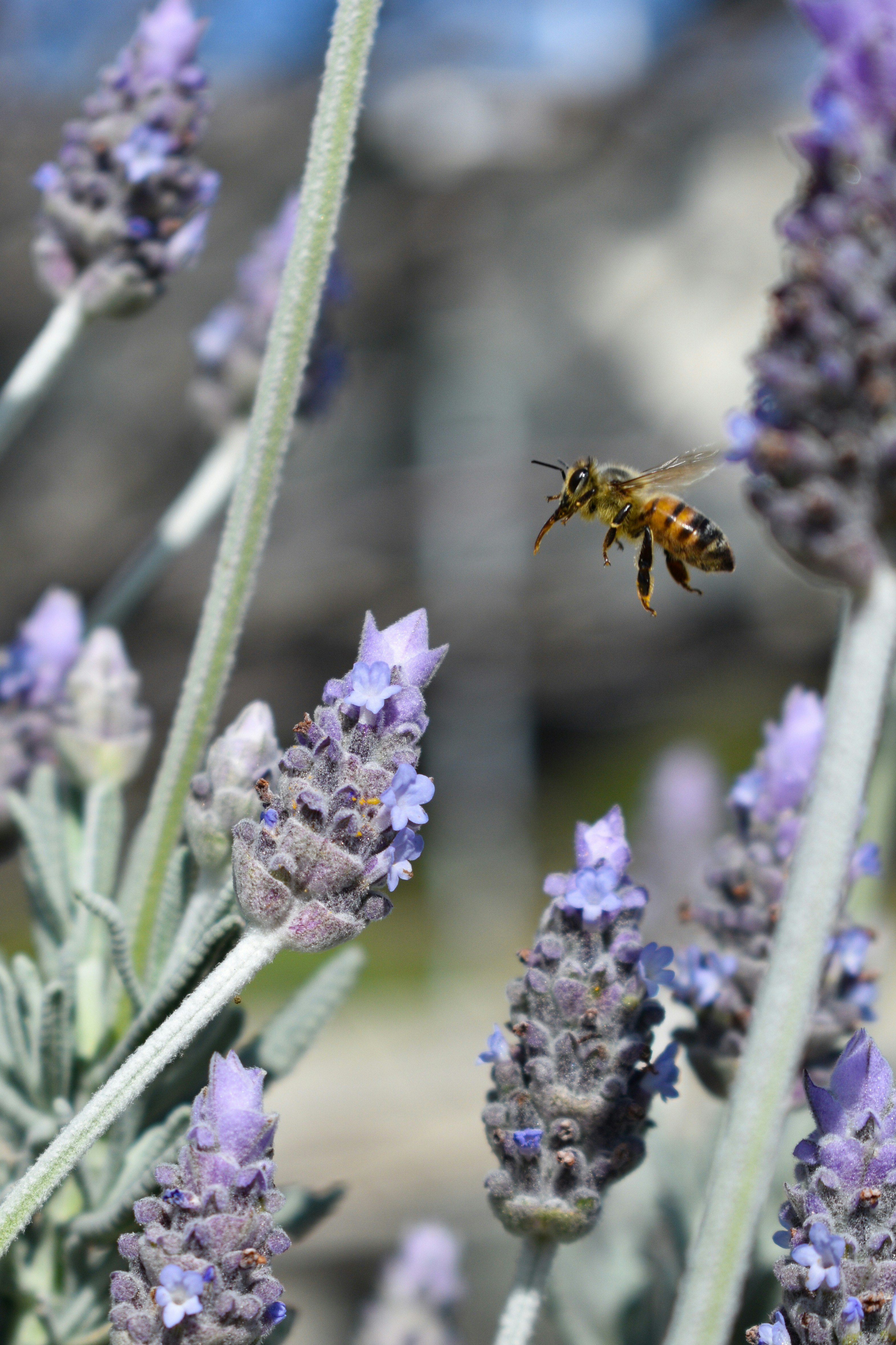 Photo by avrit_photo