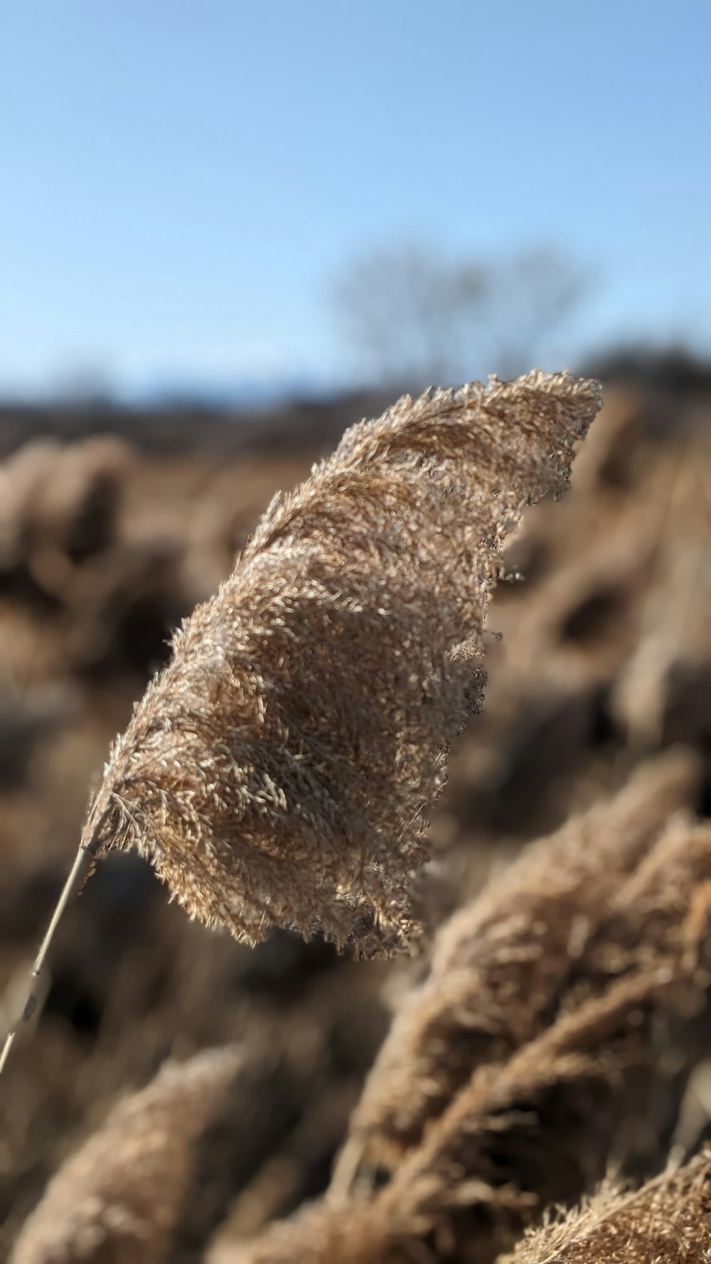 a close up of a plant with a sky in the background