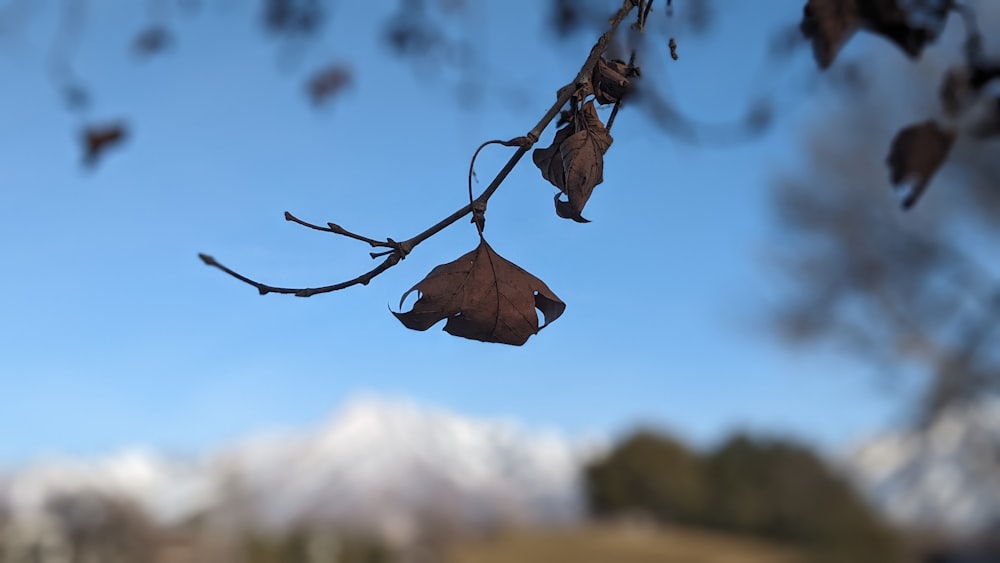 a tree branch with some brown leaves hanging from it