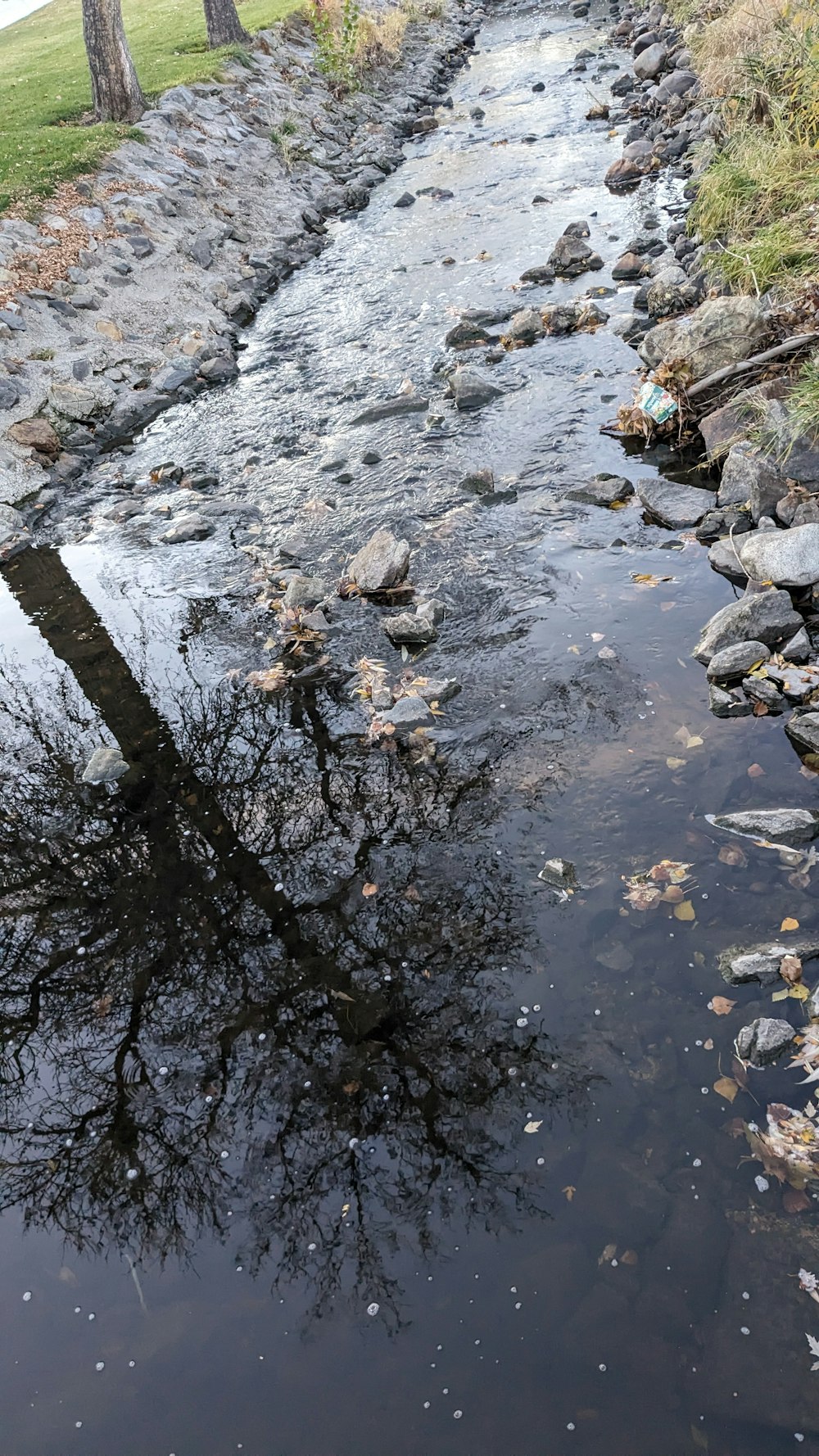 a tree is reflected in a small stream