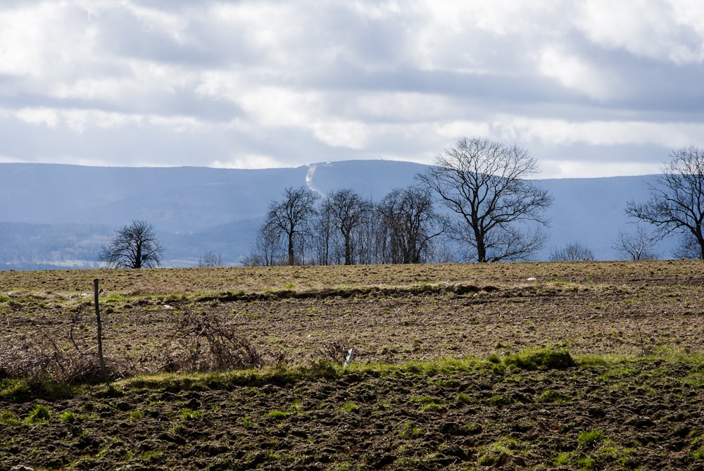 a grassy field with trees and mountains in the background