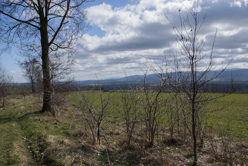 a grassy field with trees and mountains in the distance