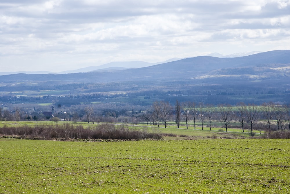 a horse standing in a field with mountains in the background