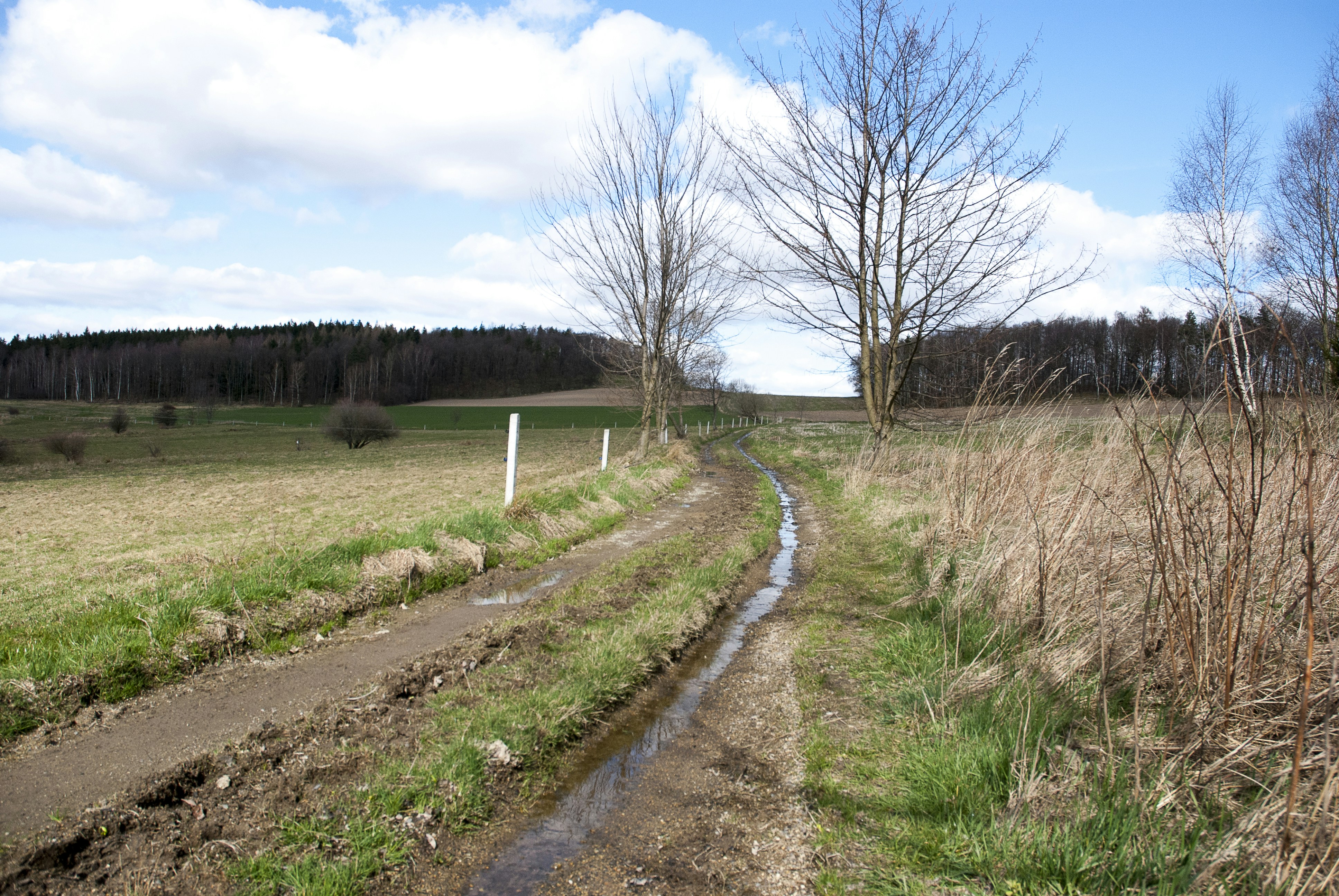 a dirt road in a grassy field with trees in the background