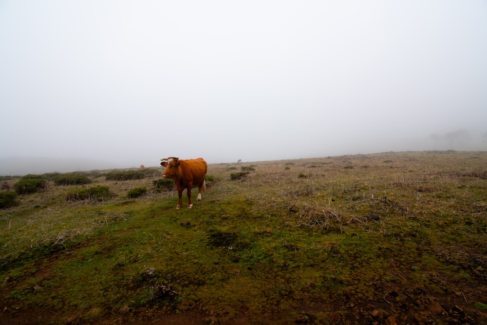 a brown cow standing on top of a lush green field