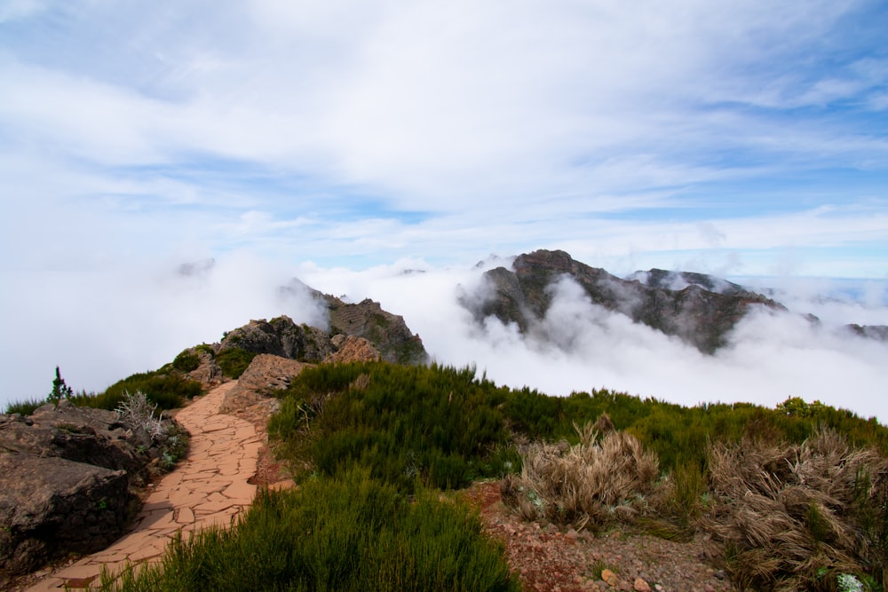 a man standing on top of a lush green hillside