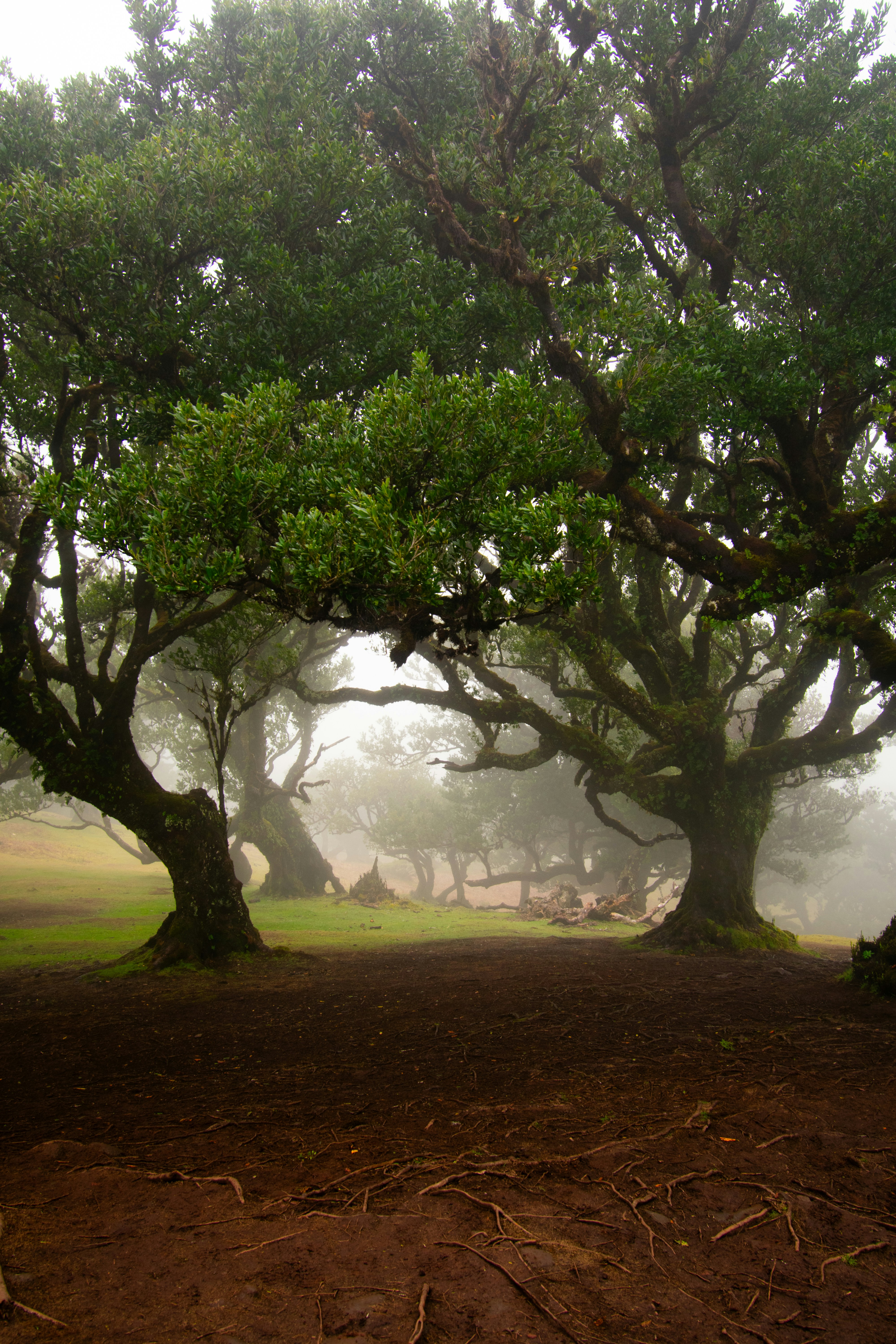 Cover Image for Inner Goddess Circle
