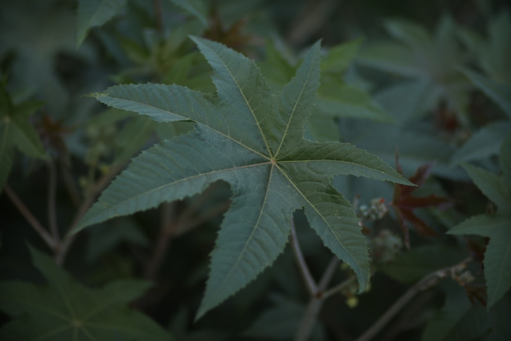 a close up of a leaf on a tree