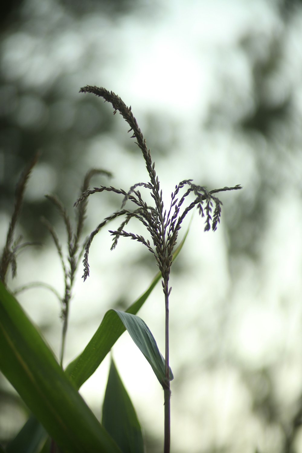 un gros plan d’une plante avec un arrière-plan flou