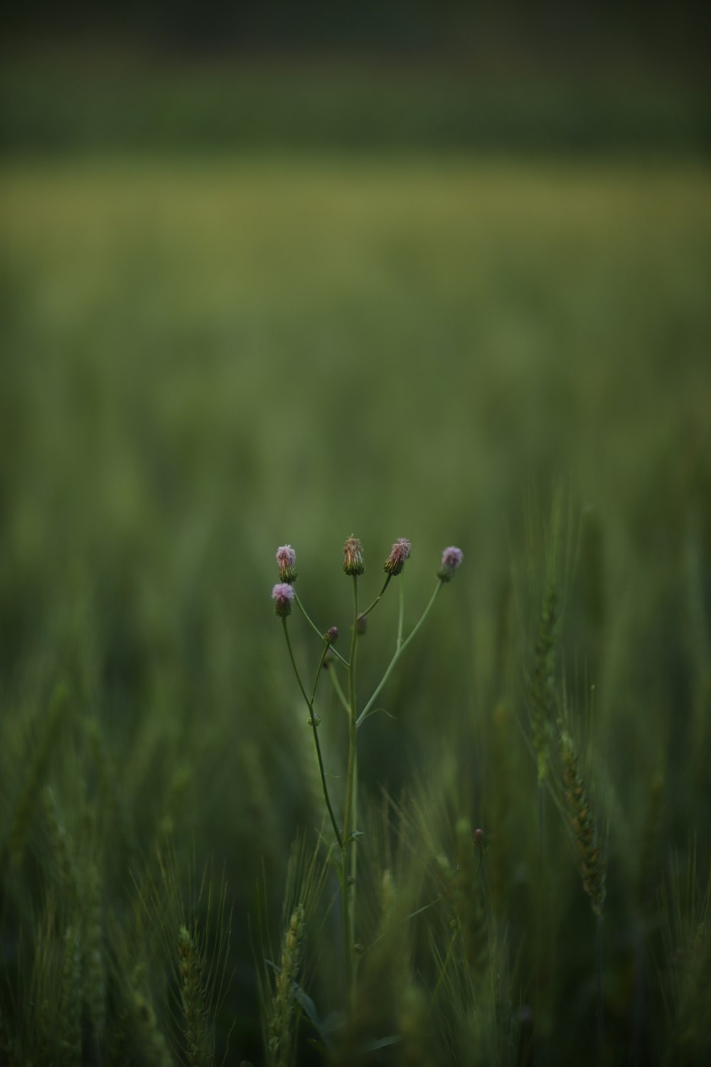 a plant in the middle of a field of grass
