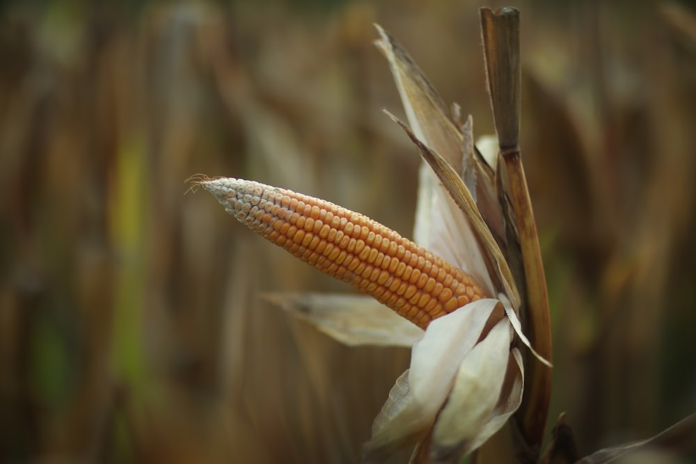 a close up of a corn cob in a field