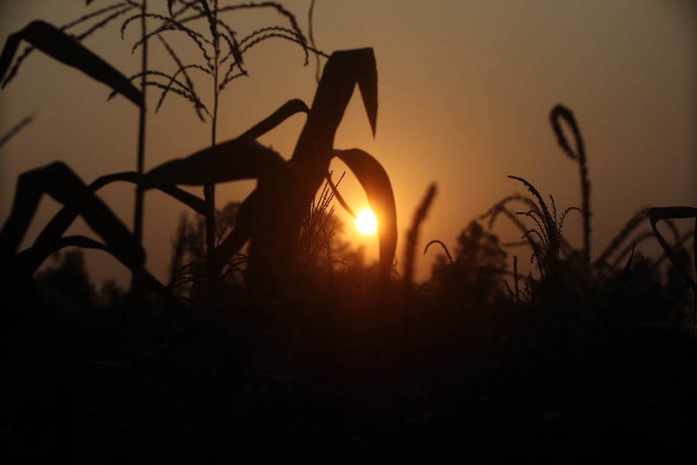 Il sole sta tramontando su un campo di grano