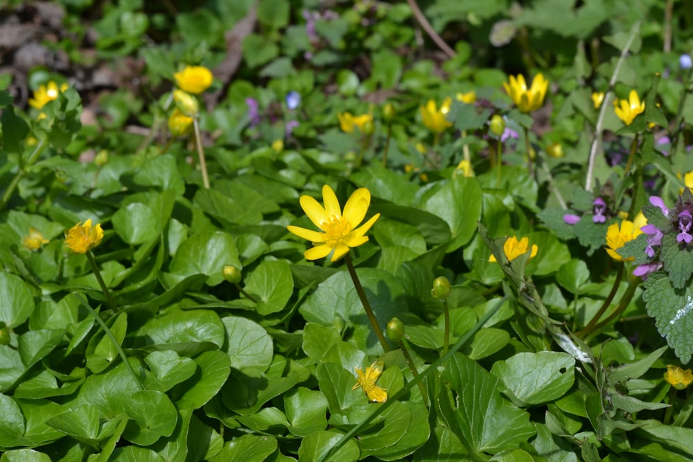 a bunch of flowers that are in the grass