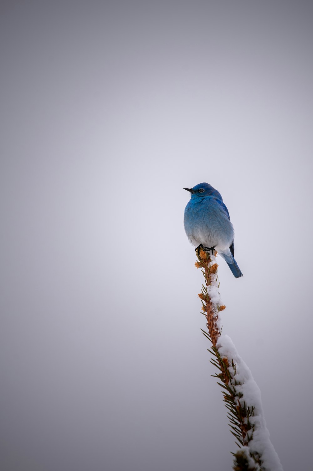 a blue bird sitting on top of a plant covered in snow