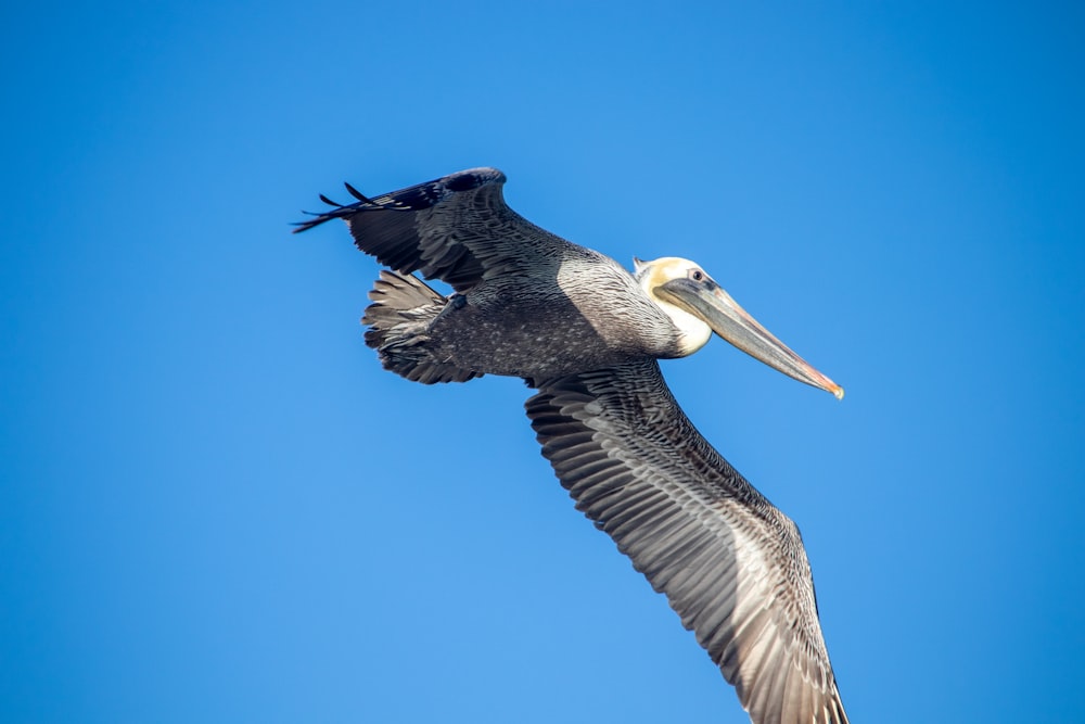 a large bird flying through a blue sky