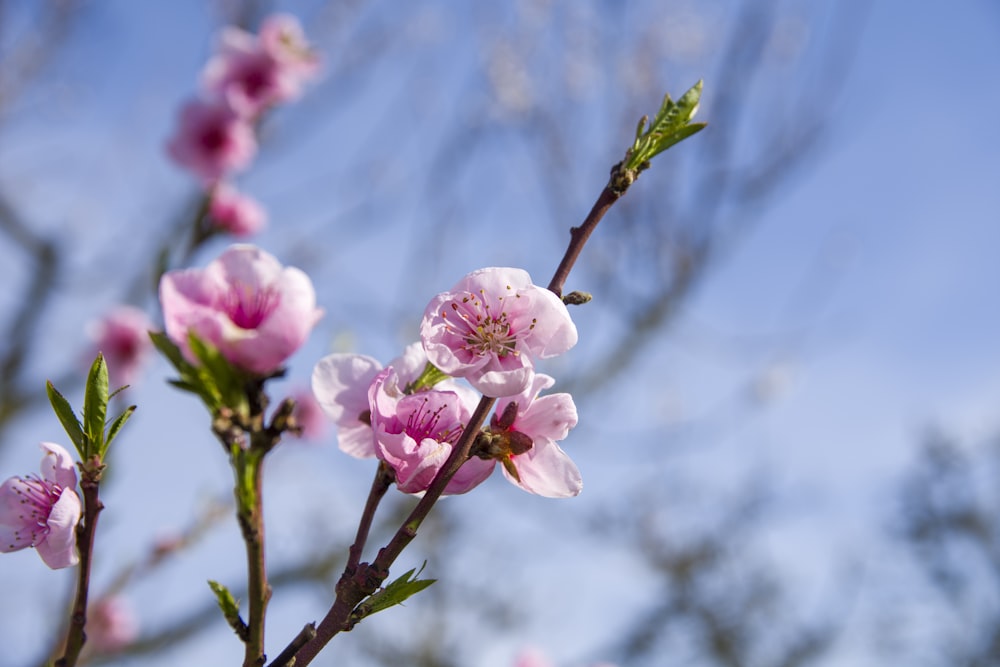 a close up of a tree with pink flowers