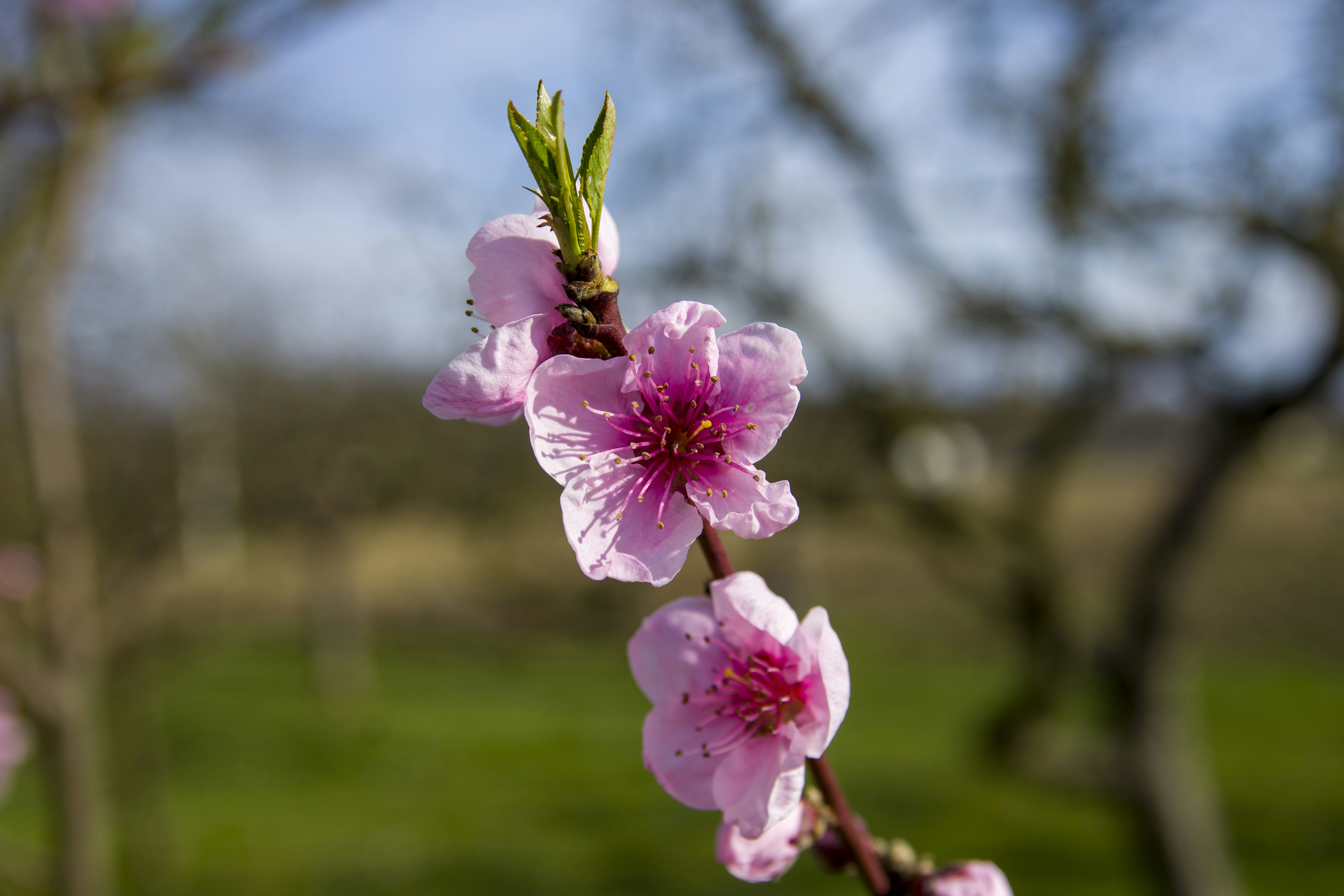 ein Zweig eines Kirschbaums mit rosa Blüten