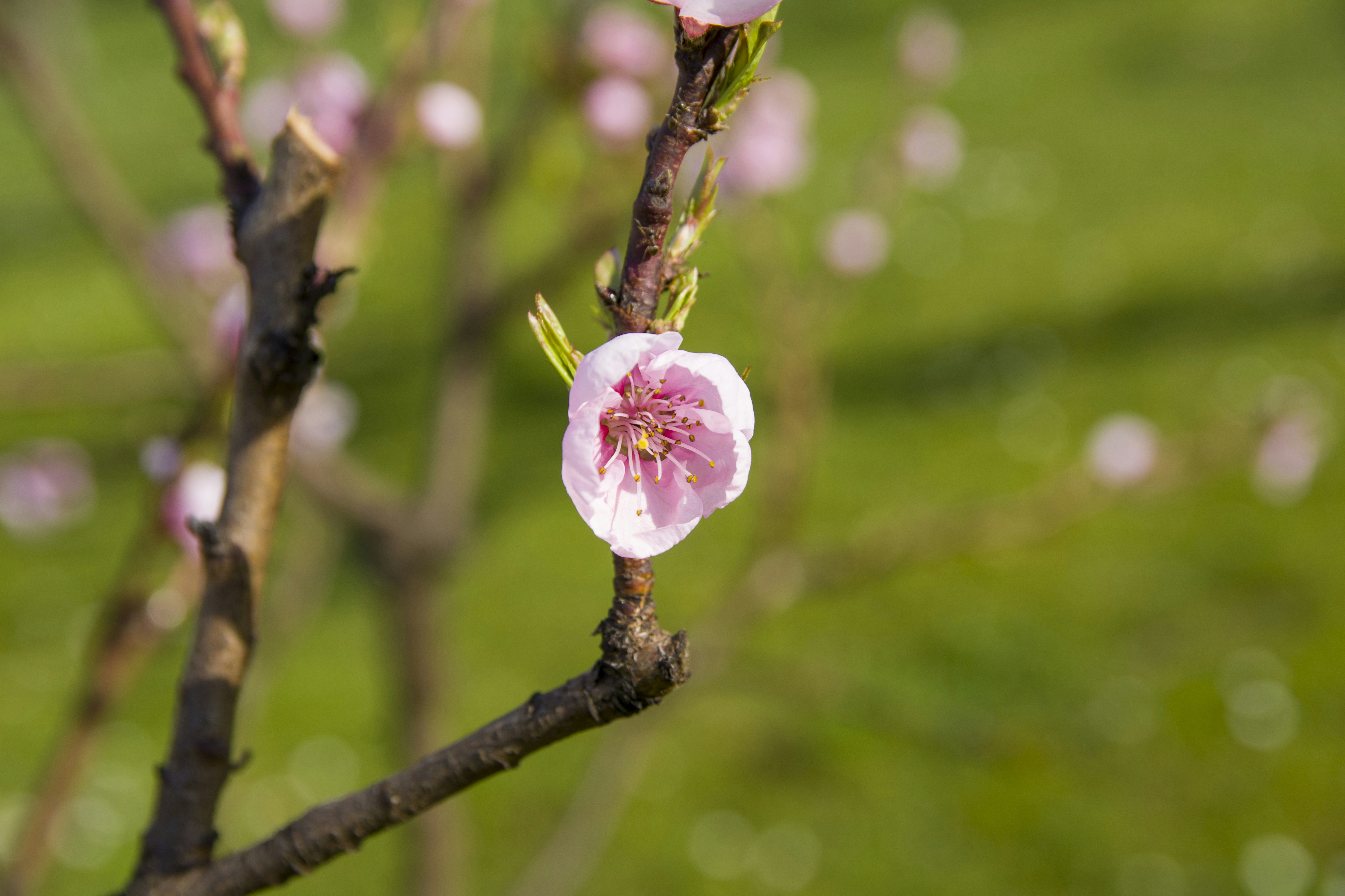 eine kleine rosa Blume auf einem Ast