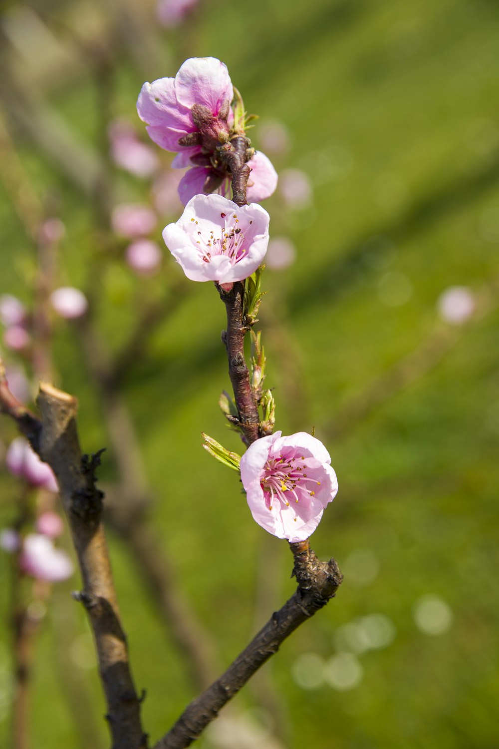 a close up of a flower on a tree branch