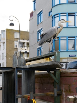 a large bird standing on top of a wooden structure