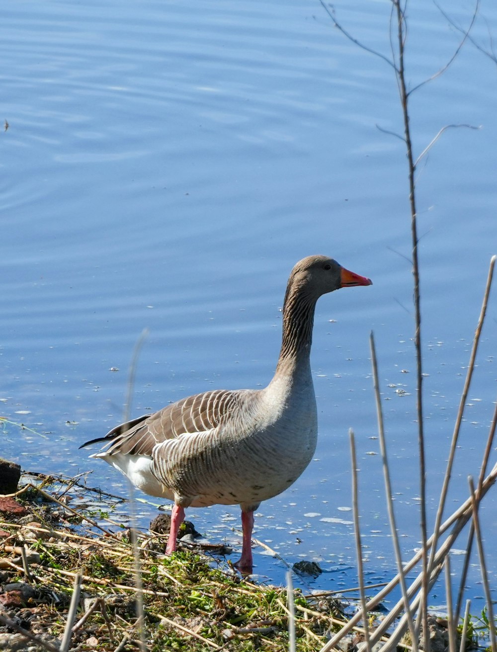 a duck standing on the edge of a body of water