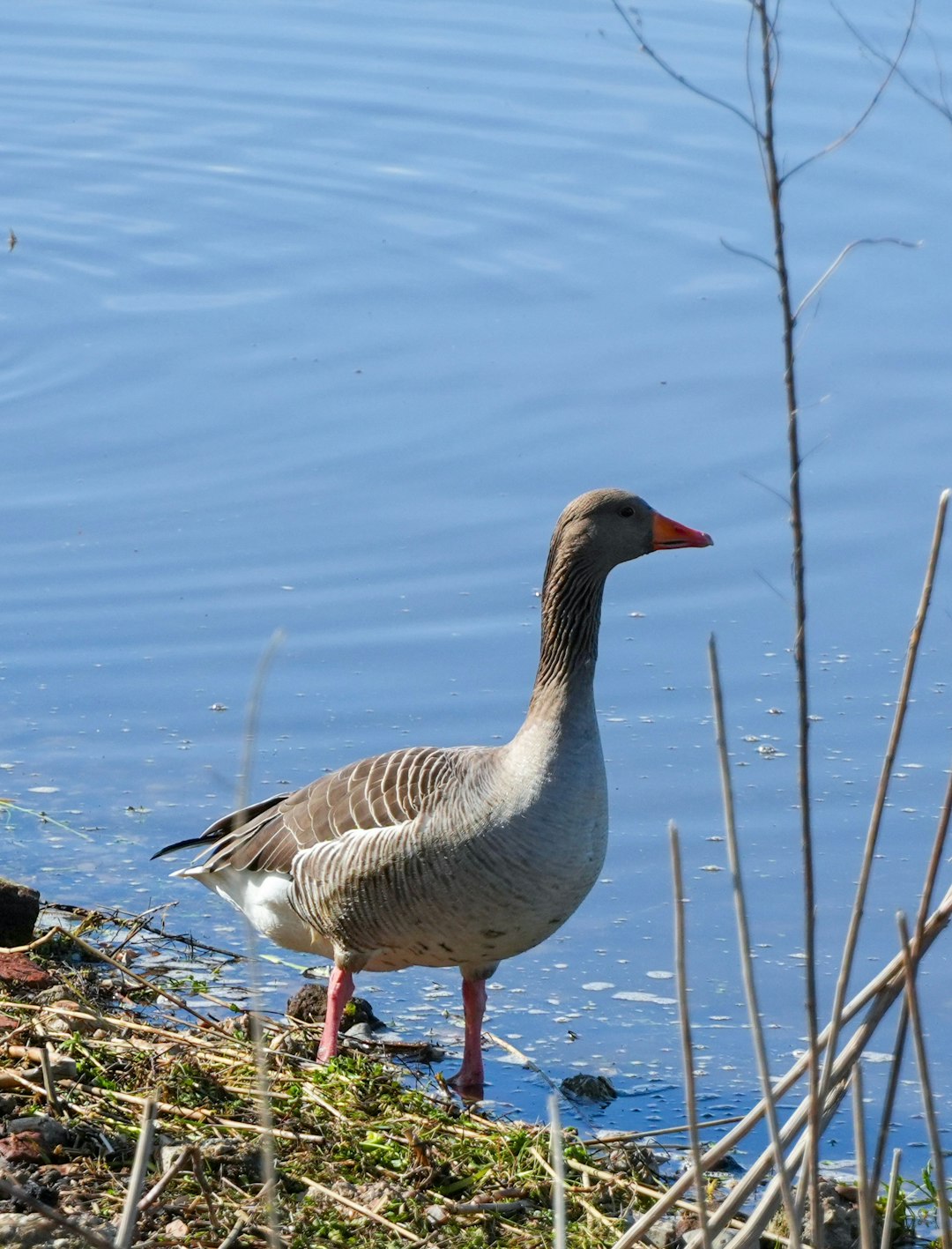 a duck standing on the edge of a body of water