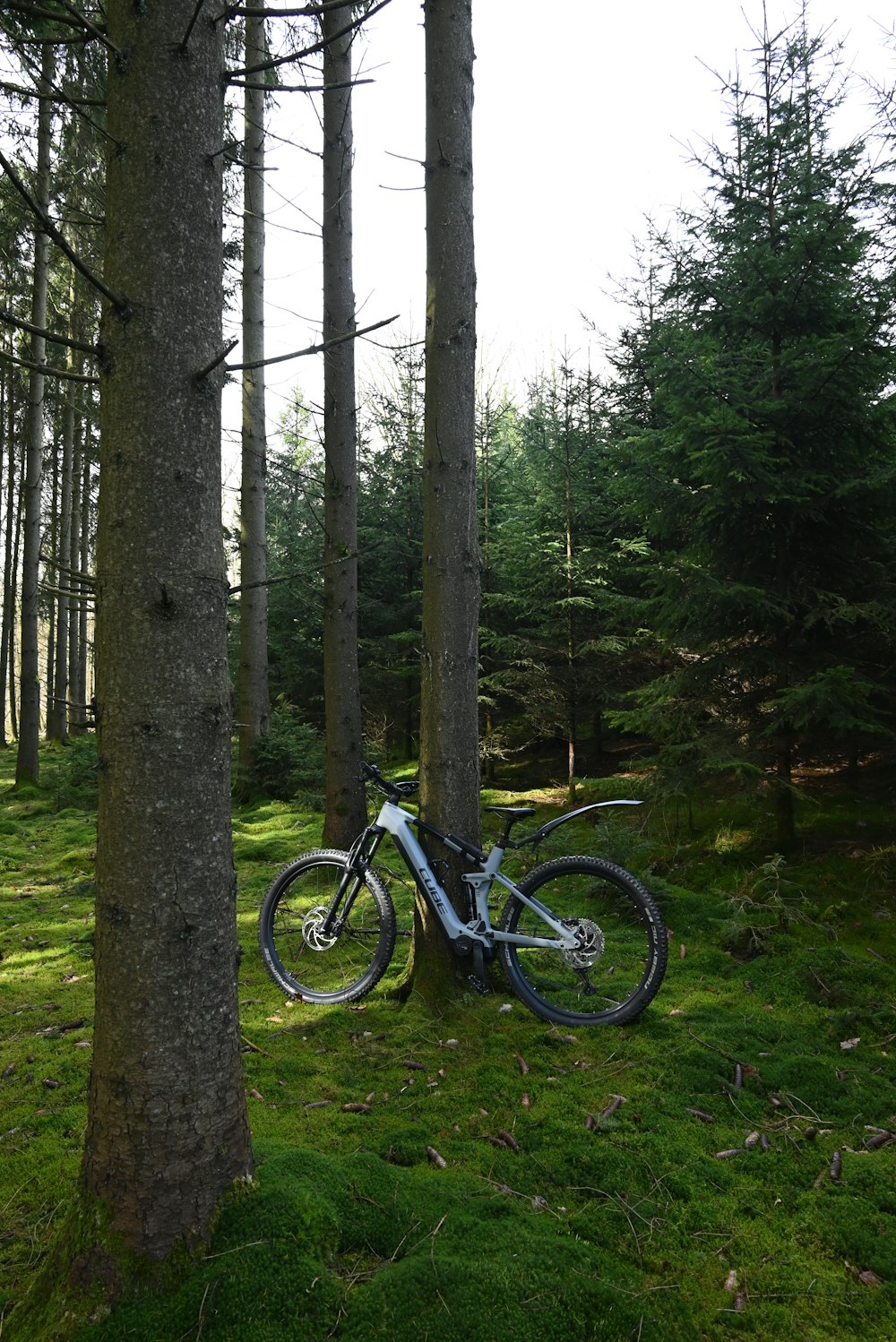 a bike leaning against a tree in a forest
