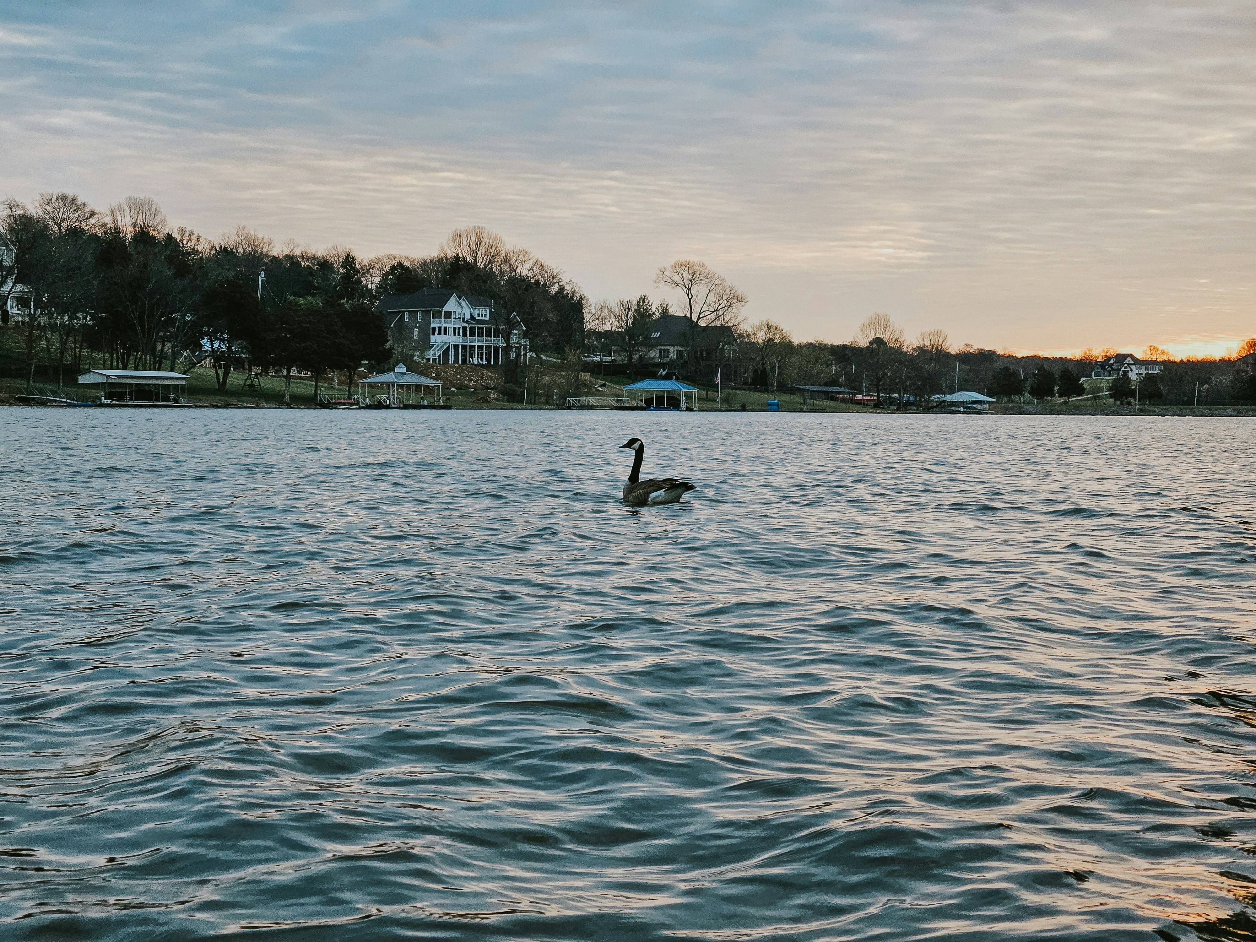 a black swan swimming in a large body of water