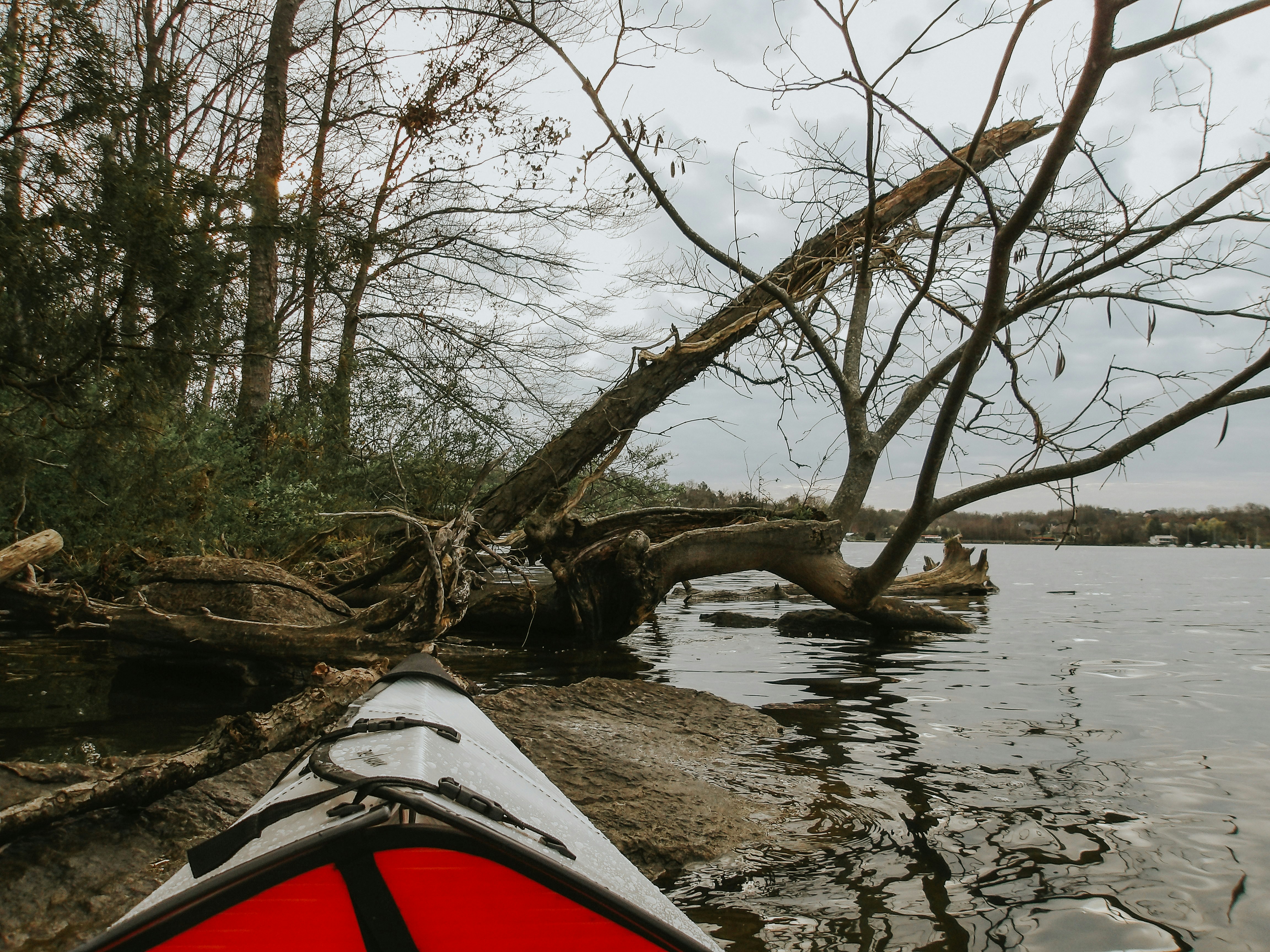 a kayak in the water with a fallen tree in the background